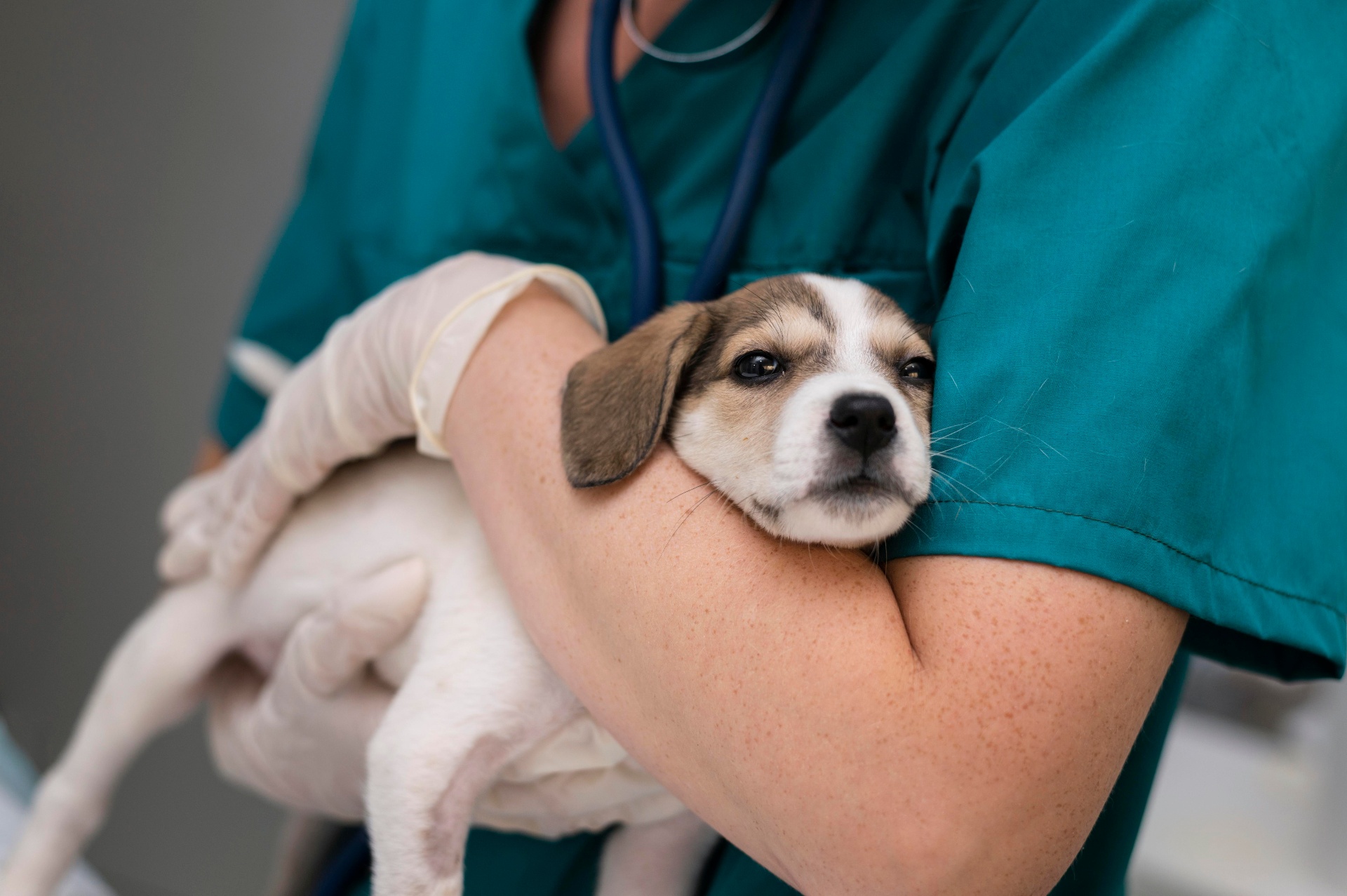Cão feliz no veterinário